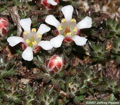 خزه گلدار تپه شنی